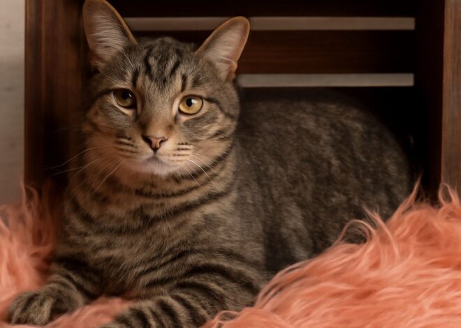 Is My Cat Fat? How to Tell and What to Do