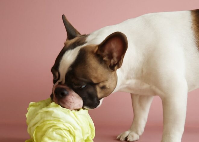 Large Popcorn Calories and the Low Carb vs Low Calorie Question