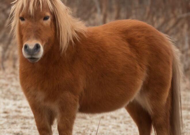 Fat Horse, Fat Goat, Fat Husky and Fat Candles: Understanding Adiposity in Animals