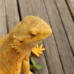 supraclavicular fat pads and bearded dragon fat pads