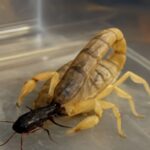 Fat tailed gerbil and arabian fat-tailed scorpion illustration