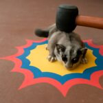 Fat Sugar Glider and Other Fascinating Nutrition Insights