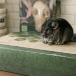 nutrition for small fat containing umbilical hernia and fat corgi