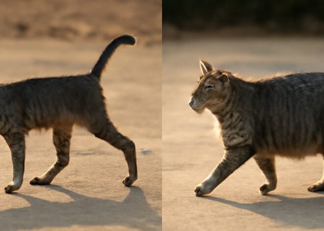 High Calorie Cat Food: Boosting Your Cat’s Weight