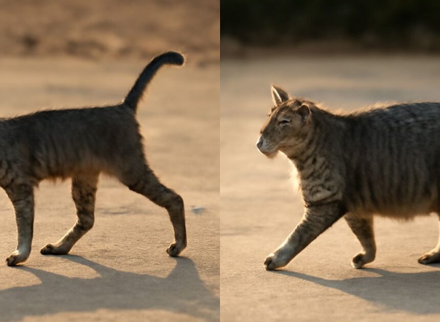 High Calorie Cat Food: Boosting Your Cat’s Weight