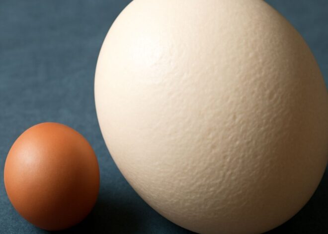 Ostrich Egg Calories and Comparisons with Other Eggs