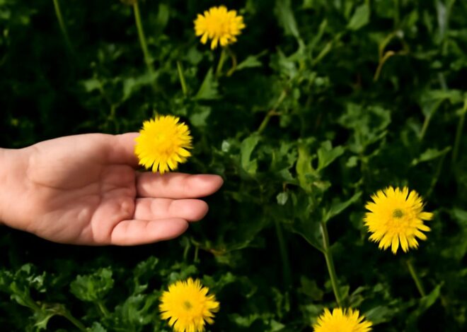 Dandelions: Nature’s Nutritional Powerhouse