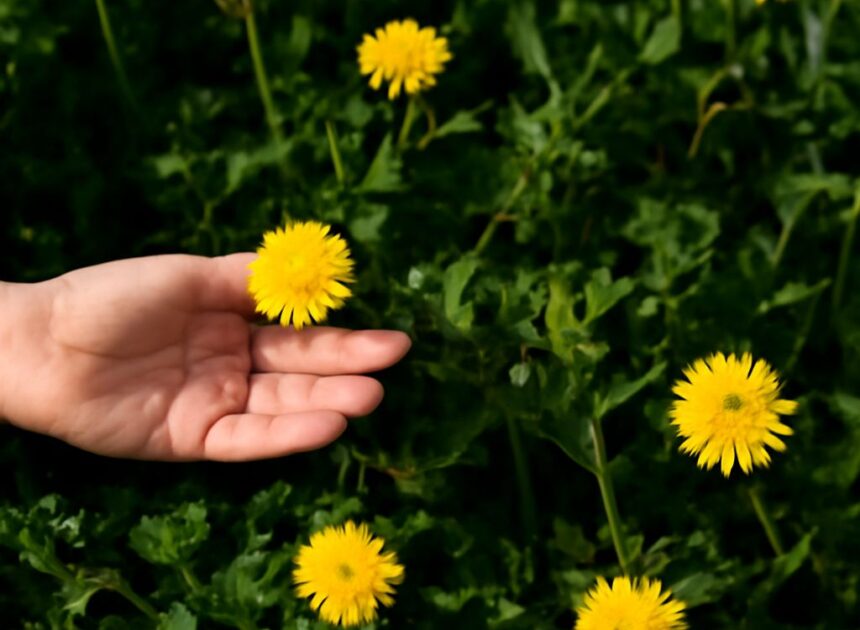 Dandelions: Nature’s Nutritional Powerhouse
